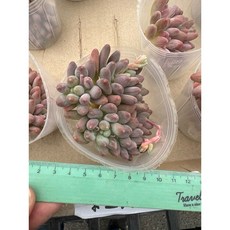 嚴選2025年進口景天多肉植物日曆，03MC多肉園藝出品，多款選項可挑選，每日都有好心情, 1個, 紫星美人