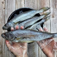 하라네 남해 제수용 반건조 손질 민어 특대사이즈 말린민어, 1개, 대 30cm이상 3미