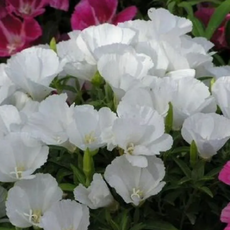 파종후 두달이면 개화하는 봄꽃 55종 선택구매 (2/2), 1개, 52. 고데치아 화이트 20립