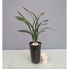 중국춘란 제왕하 3촉 동양난 고급난 희귀난 그린난농원, 1개