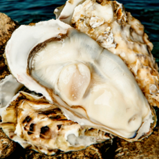 [100%산지직송] 신선당일조업 최상급 석화 굴, 1개, 10kg