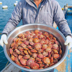 통영고성 당일조업 산지직송 품질보장S급 홍가리비, 1박스, 5kg 내외