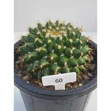 [가람다육] 금양환 선인장, 1개, 금양환60