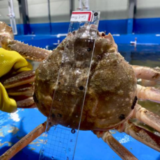 프리미엄 러시아 자숙 마가단대게, 1박스, 3kg 2~3미 (수율 90%내외)