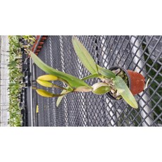 카틀레야 영민오랜지(어린모종), 30개