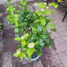 P老闆園藝 四季 虎頭茉莉花 重辦茉莉花