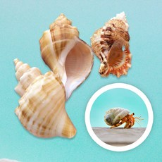 소라게 쉘 키우기 소라 껍데기 자연쉘 코코넛 크랩 딸기 애완 반려 갑각류 이사 탈피 껍질, 소형-B, 1개