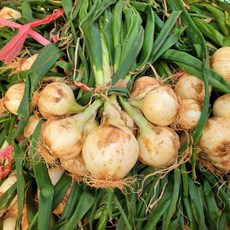 맛통령 국내산 잎양파 줄기양파, 1개, 잎양파(줄기양파) 3kg내외