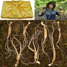 천봉산삼 7년근 5뿌리 7뿌리 10뿌리 산삼 장뇌삼 산양삼 산양산삼 자연산 설 추석 선물세트, 35g, 1개