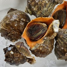 국내산 태안 자연산 참소라 1kg 소라, 1개, 참소라1kg(중, 5-9미)
