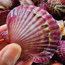 하태푸드 통통 홍가리비, 1개, 5kg