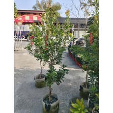 掛花東魁楊梅靠接苗 高度120-130公分 優質嫁接果樹 盆栽地栽皆宜