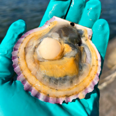 [양식장직송] 통영 홍가리비 비단가리비 특대 20미 내외, 1박스, 3kg(60미 내외)