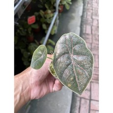 霏霏園藝 仿真植物盆栽, 1個