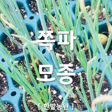 채소 모종 ~ 각종 묘종. 베란다 텃밭 세트 공기정화식물 허브 씨앗 채소모종 ~, H100 쪽파 모종 2개