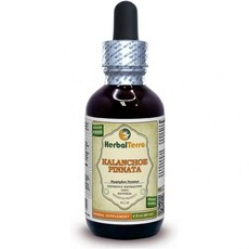 Herbal Terra LLC Kalanchoe Pinnata Bryophyllum Pinnatum Glycerite Dried Leaves and Stems Alcohol-, 2 Fl Oz (Pack of 1), Alcohol-Based