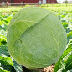 용이네 국내산 양배추 단단한 양배추 1통 2통 3통 적채 적양배추, 1개, 2kg