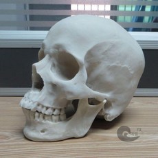 해골 모형 골격 두개골 실습용 학교 교육용 구조 병원 머리뼈 연구 표본 학습 인체 관찰용, 1