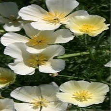 [나은식물원][모종] 캘리포니아 양귀비 화이트 10cm 2포트