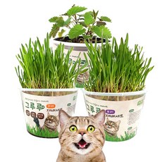 고양이 캣그라스 국내산 무농약 보리 귀리 캣닢 씨앗 재배세트, 귀리 1세트, 1개