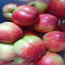 첫수확 복숭아 제철 신비 복숭아 황도 백도 말랑이 딱딱이 복숭아잼 국내산, 1박스, 중소과 1kg (작아요)