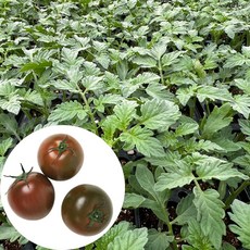 새마을총각 흑토마토모종 쿠마토모종, 2개