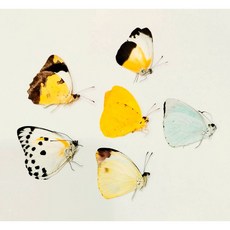 蟲新發現 蝴蝶標本A1 非洲產粉蝶六隻一組 未展翅乾貨