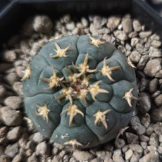 欣榮園藝 貓爪天平 仙人掌 3吋盆, 3吋盆隨機出貨, 1個