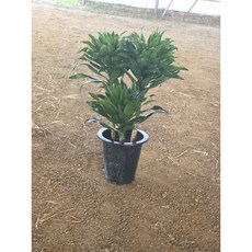 드라세나 콤팩타 콤펙타 삼식이 중대품 반려식물 에이피팩토리, 1개