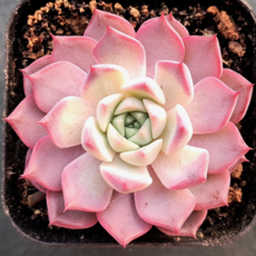 시즌한정 10종보기 다육이 다육식물 예쁜다육, 5번- 한아름, 1개