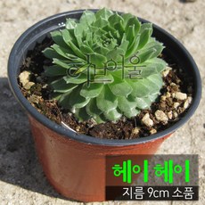 [허브여울바위솔] 헤이헤이 (바위솔/노지월동) 지름 9cm 소품 다육화분 (상토와 마사만 사용), 1개, 상세페이지 참조