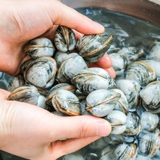 해감 생물 동죽 조개 물총조개, 1kg, 1개