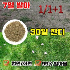 1/1+1 7일 발아 잔디 씨앗 사계절 잔디 씨앗 7일발아율99% 연중 재배에 적합하다, [1+1]500g × 2개