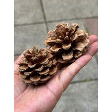 MUMU花禮 大地農園雪松藤圈 松果星星聖誕樹裝飾材料包, 1個, 松果原色5-7公分2顆