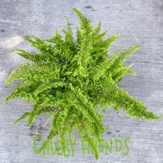 【肉肉朋友】 密葉波士頓腎蕨 室內空氣淨化植物 吸收甲醛 6吋盆, 1個