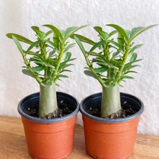 1+1 바오밥나무 미니바오밥나무 아데니움 석화 아프리카식물 괴근식물 사막의장미, 1개