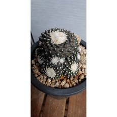 팅커벨선인장 코피아포아, 1개