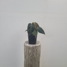 필로덴드론 멜라노크리섬 멜라노케리섬 소품 15~25cm 49, 1개