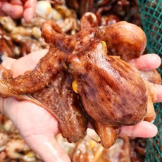 남해안 최상급 자연산 돌문어 통영 활 돌문어 산지직송, 1개, 남해안 최상급 자연산 돌문어 1kg (1-3마리)