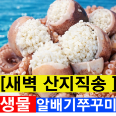 [특등품AA급1위] 국내산 생물 활 알쭈꾸미, 1박스, 1kg(특등급)