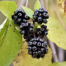 [충북농원] 가시오가피 오가피나무 묘목 - 1년생~2년생실생묘, 실생/1년생/특묘, 1개