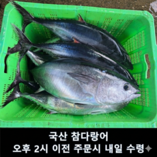 [참치전용 급속 냉동] 국산 횟감용 참다랑어 참치, 1개, 손질전 4kg급 내외 1미