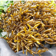 완도 국내산 자연 청정 생물 생톳, 1개, 2kg