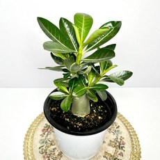 소담꽃농원 석화 사막의장미 (30명 한정* 만원의행운)다육이 아데니움 1개