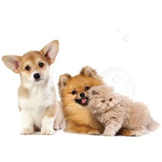 강아지 극세사 펫타올 수건 국내제작 75cm 90cm 400grio9+3dwV