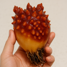 미자네농수산 국내산 활 생물 멍게, 1개, 1kg(5-9미내외)