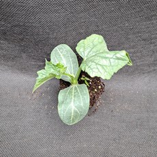 미소화원농장 수세미 모종 열매채소 키우기