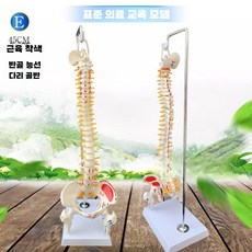 척추 모형 의료 연습 경추 요추 교구 실습용 요추, 45CM 컬러행잉척추+하프레그