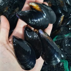 벡스트리아 국내산 홍합 3kg 통영홍합 냉동홍합살 자연산홍합 세척홍합