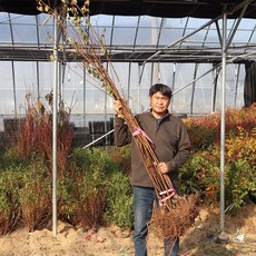 왕 살구나무 묘목 접목 1년생 초하 하코트 홍천간 샤이니 심포니 티파니 하모니 유실수 과일나무 원예 가드닝, 1개, 샤이니 (특묘) 접목 1년